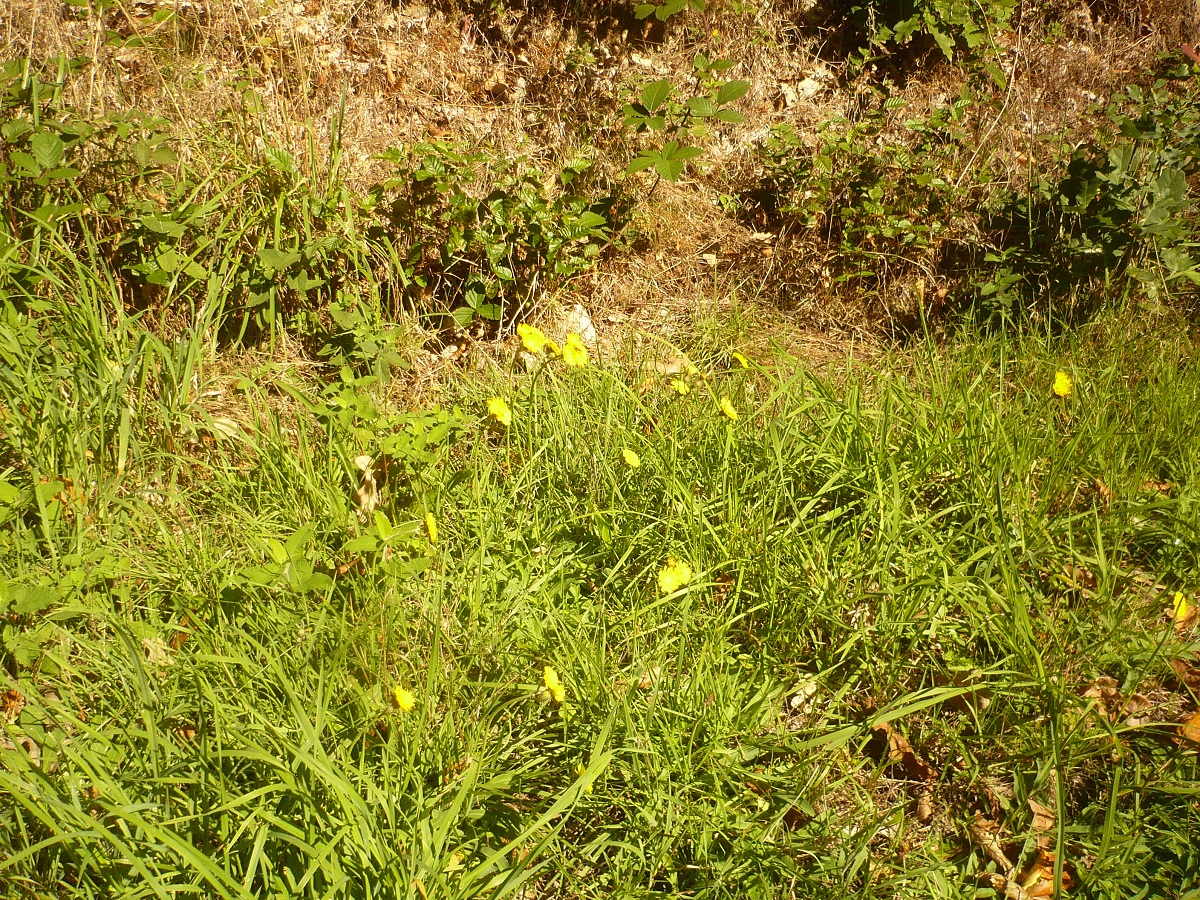 Pilosella lactucella x P. officinarum (Asteraceae)